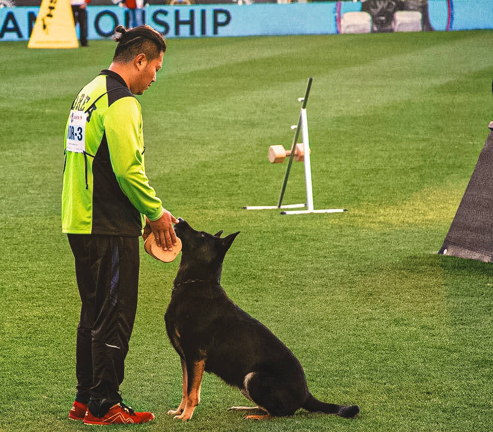 Steve Hong, wearing a bright neon green jacket, and black athletic pants, is interacting with a focused black German Shepherd on a well-manicured grass field. Steve is slightly bending forward, holding a dumbbell close to the dog, which is seated attentively in front of him, looking up with anticipation. In the background, there are agility course obstacles and a banner that reads 'WUSV World Championship,' suggesting that they are at a dog sport event.